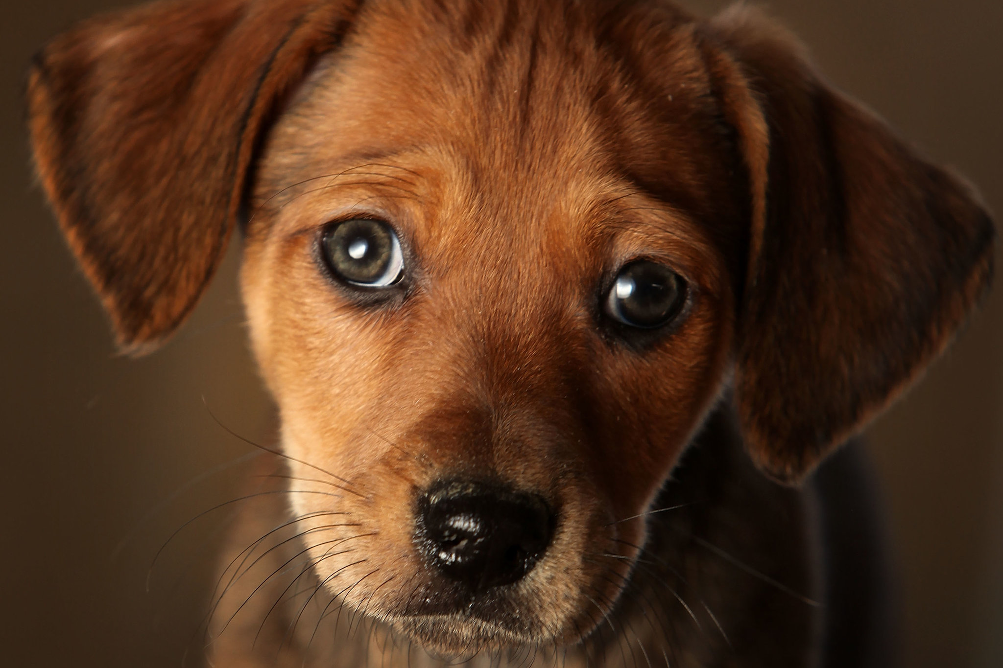 Fido's Eyes (senryu/haiku duet) \